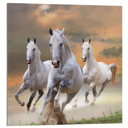 Gallery print White stallions at gallop