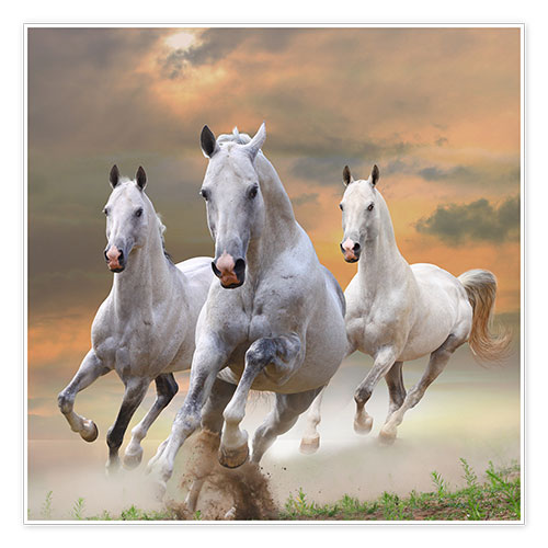 Poster White stallions at gallop