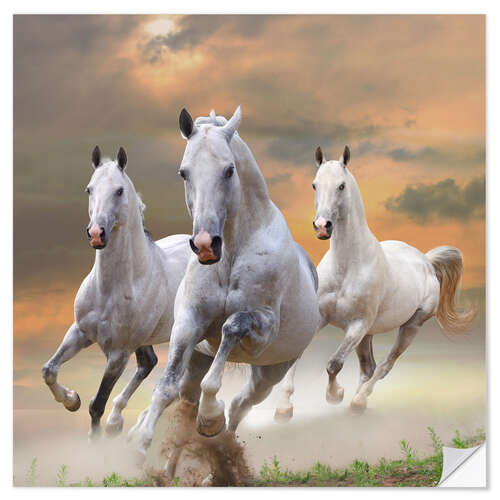 Naklejka na ścianę White stallions at gallop