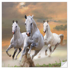 Muursticker White stallions at gallop