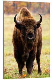 Aluminium print European bison in Autumn