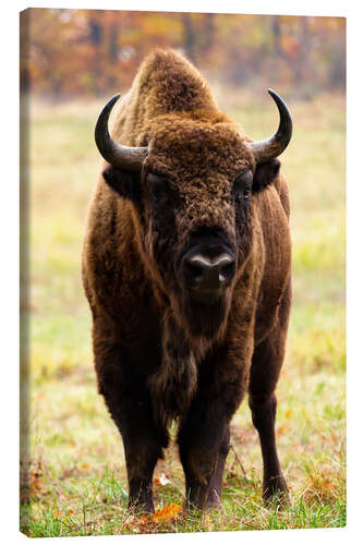 Obraz na płótnie European bison in Autumn