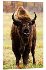 Foam board print European bison in Autumn