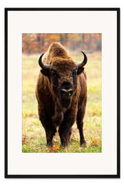 Gerahmter Kunstdruck Wisent im Herbst