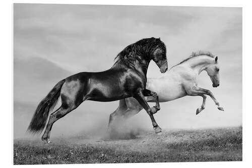 Foam board print Horses black and white