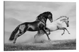 Magnettafel Pferde Schwarz/Weiß