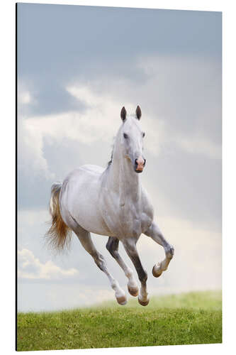 Aluminium print Stallion galloping