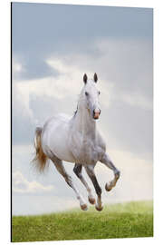 Aluminiumtavla Stallion galloping