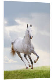 Foam board print Stallion galloping