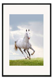 Gerahmter Kunstdruck Hengst im Galopp