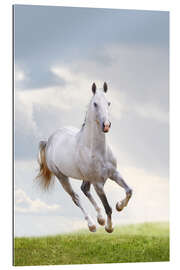 Gallery print Stallion galloping