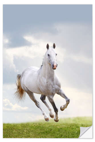 Selvklebende plakat Stallion galloping