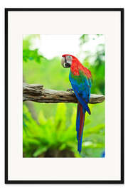 Gerahmter Kunstdruck Ara auf Ast
