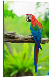 Magnettafel Ara auf Ast