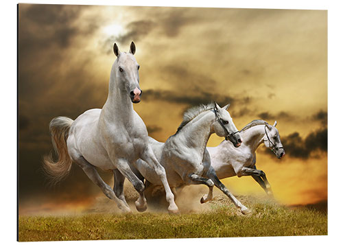 Obraz na aluminium white horse galloping