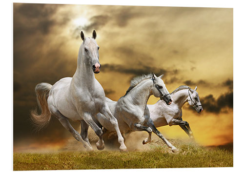 Foam board print white horse galloping