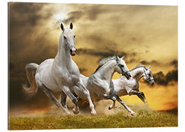 Gallery print white horse galloping