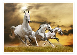 Poster white horse galloping