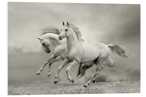 Foam board print Horses in Summer