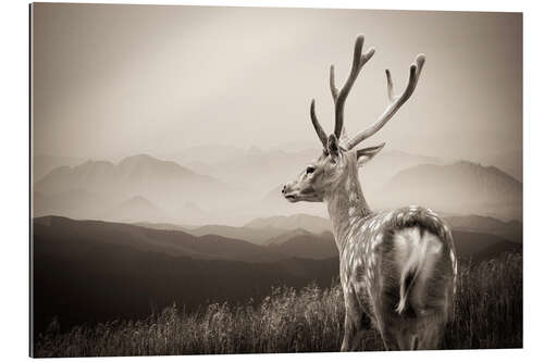 Gallery print Stag in the mountains