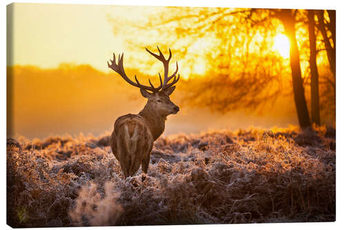 Leinwandbild Rothirsch in der Morgensonne