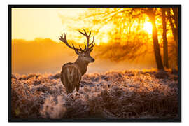 Gerahmter Kunstdruck Rothirsch in der Morgensonne
