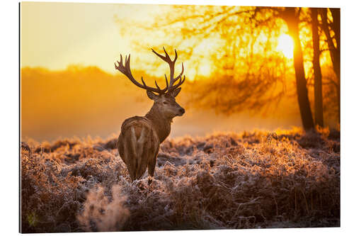 Tableau en plexi-alu Cerf élaphe sous le soleil matinal 