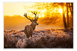 Wall print  Red Deer in Morning Sun