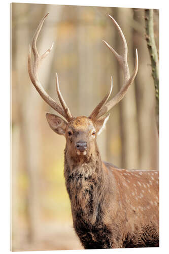 Acrylic print Deer in autumn forest