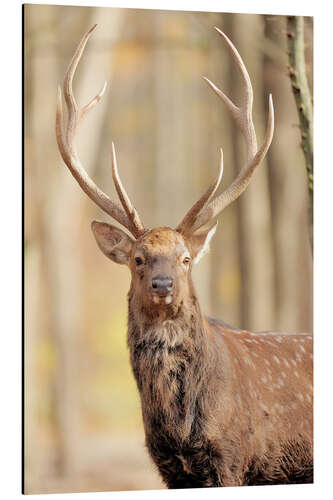 Aluminiumsbilde Deer in autumn forest