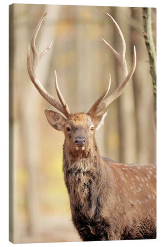 Canvas print Deer in autumn forest