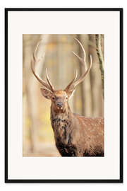 Gerahmter Kunstdruck Rotwild im Herbstwald