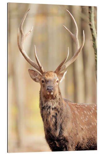 Gallery print Deer in autumn forest