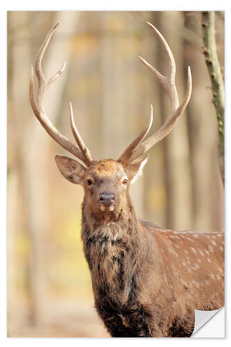 Naklejka na ścianę Deer in autumn forest