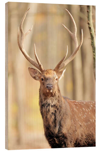 Cuadro de madera Deer in autumn forest