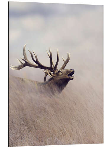 Aluminium print The call of the stag