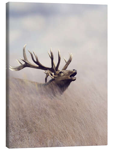 Canvas print The call of the stag