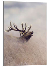 Gallery print The call of the stag