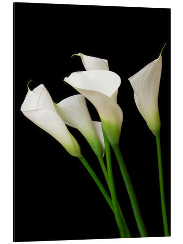 Alubild Calla Lilien