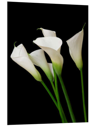 PVC-taulu Calla lilies