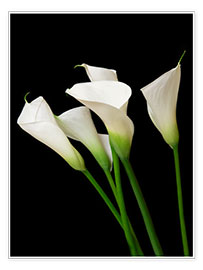 Veggbilde  Calla lilies