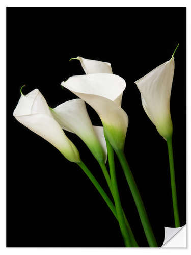 Selvklebende plakat Calla lilies