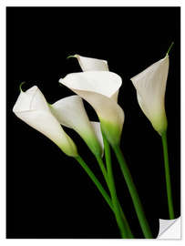 Wall sticker Calla lilies