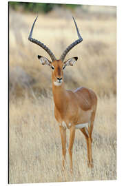 Aluminium print Impala antelope