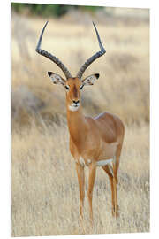 Foam board print Impala antelope