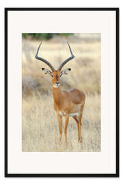 Gerahmter Kunstdruck Impala Antilope