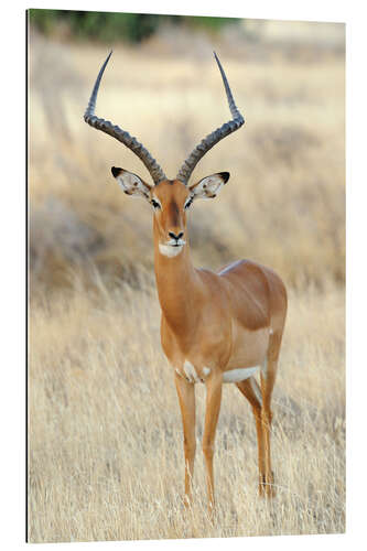 Galleriprint Impala antelope