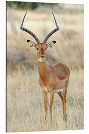 Magnettafel Impala Antilope