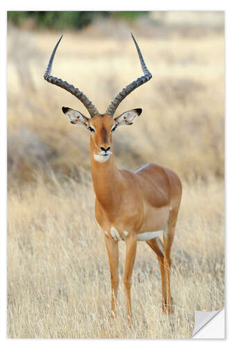 Sticker mural Antilope impala 