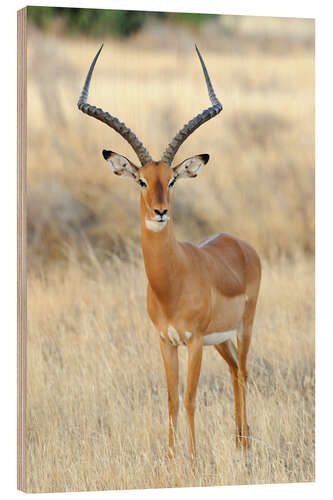 Holzbild Impala Antilope